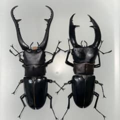 いきもの大図鑑 ギラファノコギリクワガタとマンディブラリスフタマタ