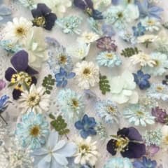 No.666 小花のドライフラワーセット - メルカリ