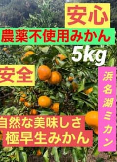 M19.農薬不使用　浜名湖ミカン　極早生5kg 青切りのサムネイル