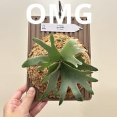 P. Willinckii OMG sporeling【102】 - メルカリ