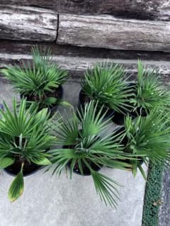 お*ム様 【耐寒性ヤシ】　チャメロプス　ボルケーノ　8号鉢　1株 m33131609891_1.jpg?1751543735