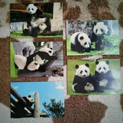 パンダの写真ハガキのサムネイル