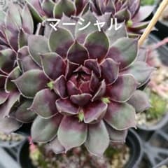 マーシャル センペル 多肉植物 抜き苗のサムネイル