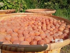 無添加梅干し　十郎梅　白　１キロのサムネイル
