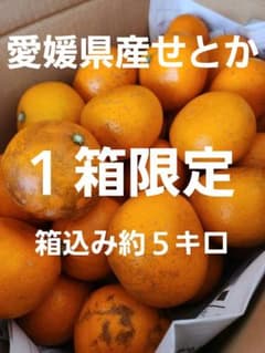 愛媛県産みかん　みかん　せとか　家庭用　訳ありのサムネイル