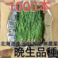 【晩生】玉ねぎ苗▼もみじ1000本【超メルカリ市】 北海道産 玉ねぎ 苗 1000本 無農薬 晩生品種 北もみじ2000 - メルカリ