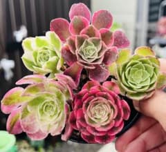 お得～多肉植物 レア種 アエオニウム 5苗5種 写真通りに 根土名前付き