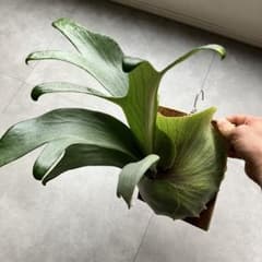 ビカクシダ・シャンカ(shankha) ① 長期養生株 - メルカリ