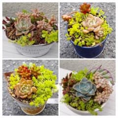 多肉植物 寄せ植え 4個セット 全部 抜き苗 詰め合わせ メルカリ便