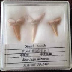 サメの歯化石3点セットのサムネイル