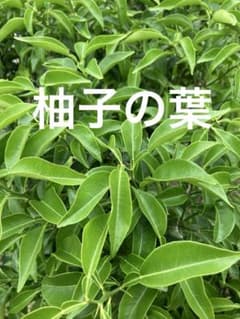 柚子の葉枝付き 無農薬 60枚以上 アゲハ蝶幼虫の餌用 - メルカリ