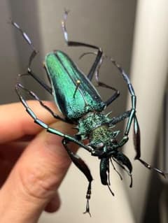 極美青緑】ルリオニカミキリ ムラサキオニノコギリカミキリ 昆虫標本