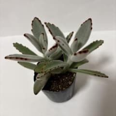 月兎耳　抜き苗2株のサムネイル