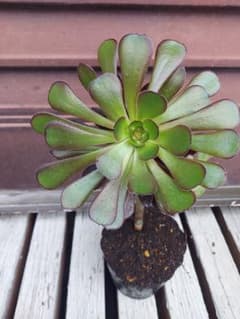 多肉植物 黒法師 抜き苗 アエオニウム - メルカリ