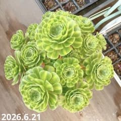 多肉植物 アエオニウム ヒスイガラス錦 超美苗 抜き苗 - メルカリ