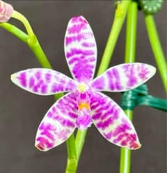 洋蘭　原種胡蝶蘭　Phal. lueddemanniana 自然種　高芽 洋蘭 原種胡蝶蘭 Phal. lueddemanniana 自然種 高芽 - メルカリ