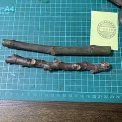 FIG課長様専用 いちじく穂木 - メルカリ