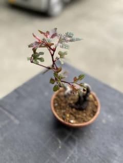 【小品盆栽】5色野ぶどう ノブドウのサムネイル