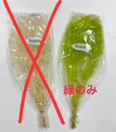 建築模型用　かすみ草　緑のサムネイル