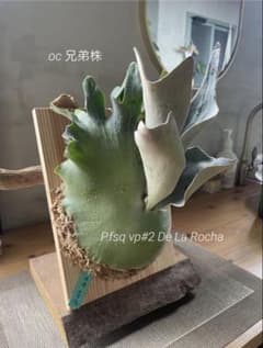 P.fsq vp#2 De La Rocha pupのサムネイル
