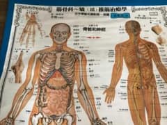 期間セール中】人体解剖学図 筋骨科SP式 巻物ポスター 【中国語版 