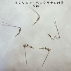モンソニア ペニクリナム 種子5粒②のサムネイル