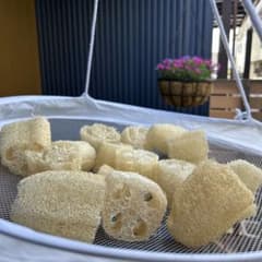 天然へちま たわし スポンジ カット済み 15個セットのサムネイル