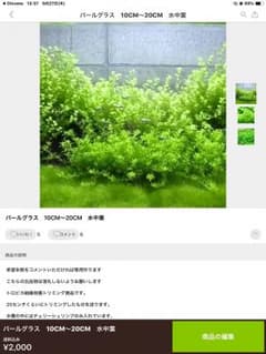 ねるくるまん様 パールグラスのサムネイル