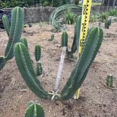 越冬済み 柱サボテン 鬼面角 2頭発根 サボテンブランチ カリフォルニア