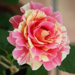 クロー○・モネ　①のサムネイル