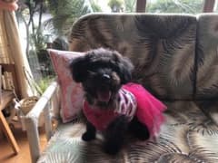 小夏確認用写真のサムネイル
