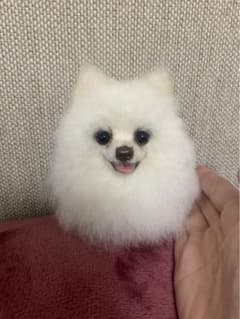わんわんバディ様専用ページ 犬ぽんぽん 約半年7ヶ月待ち オーダーのサムネイル