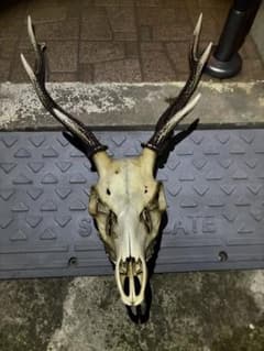 ニホンシカの頭骨40cmの角 ニホンシカの頭骨40cmの角 - メルカリ