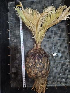 黄金ソテツ☆ 蘇鉄 モンステラ 白い蘇鉄 変異 極上大株 美株 大株