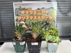ユーフォルビアギラウミニアナ　No.109 196 542のサムネイル