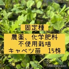 固定種 農薬化学肥料不使用 キャベツ苗 15株のサムネイル
