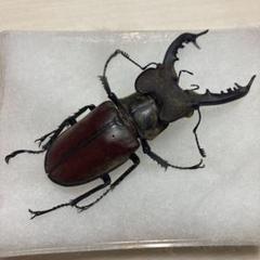 タカサゴミヤマクワガタ ♂ 標本 m33296837310_1.jpg?1748346619