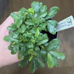 【AZ便】ブセファランドラ2種セット　Bucephalandraのサムネイル