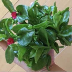 カット苗で増えるグリーンのサムネイル