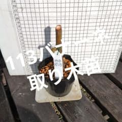 3664 農薬不使用 イチジク 111バナーネ取り木苗 3666 農薬不使用 イチジク 113バナーネ取り木苗 - メルカリ