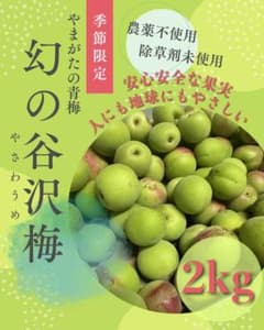 08【谷沢梅2kg】山形県産 やまがたの梅 幻の青梅 谷沢梅 ブランド梅