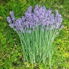 ラベンダー生花　100本のサムネイル