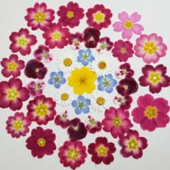 押し花素材のサムネイル