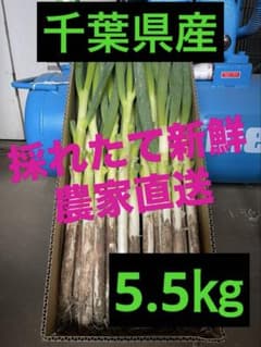 （2）農家直送千葉県産ミネラル豊富な長ネギ21k 86）千葉県産ミネラル豊富な長ネギ5.5㎏ - メルカリ