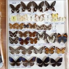 南西諸島の特産蝶47種＝希少フタオチョウ♂♀完品・コノハチョウを含む 南西諸島の特産蝶47種＝希少フタオチョウ♂♀完品・コノハチョウを含む