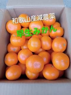 和歌山産 減農薬早生みかん正味7kg - メルカリ
