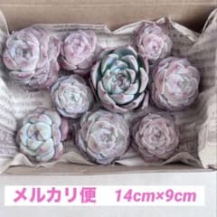 多肉植物　カット苗　多肉弁当　寄せ植え　詰め合わせ 4のサムネイル