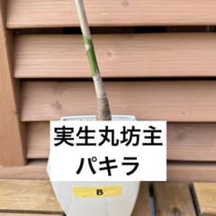 B【観葉植物】パキラ属 実生パキラ 丸坊主から新芽展開中 抜き苗 第四種発送のサムネイル