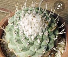 〈種子30粒〉ストロンボカクタス　菊水