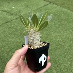 パキポディウム　ホロンベンセ実生18 塊根植物　コーデックスのサムネイル